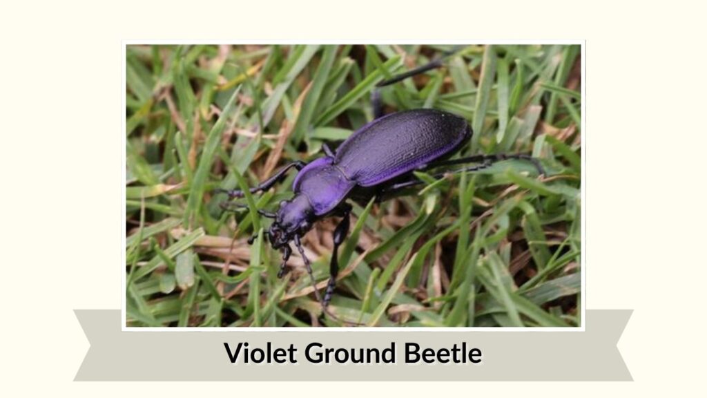 Violet Ground Beetle