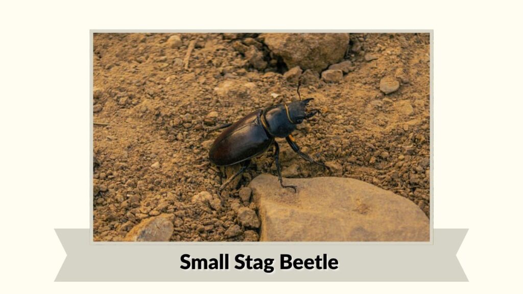 Small Stag Beetle