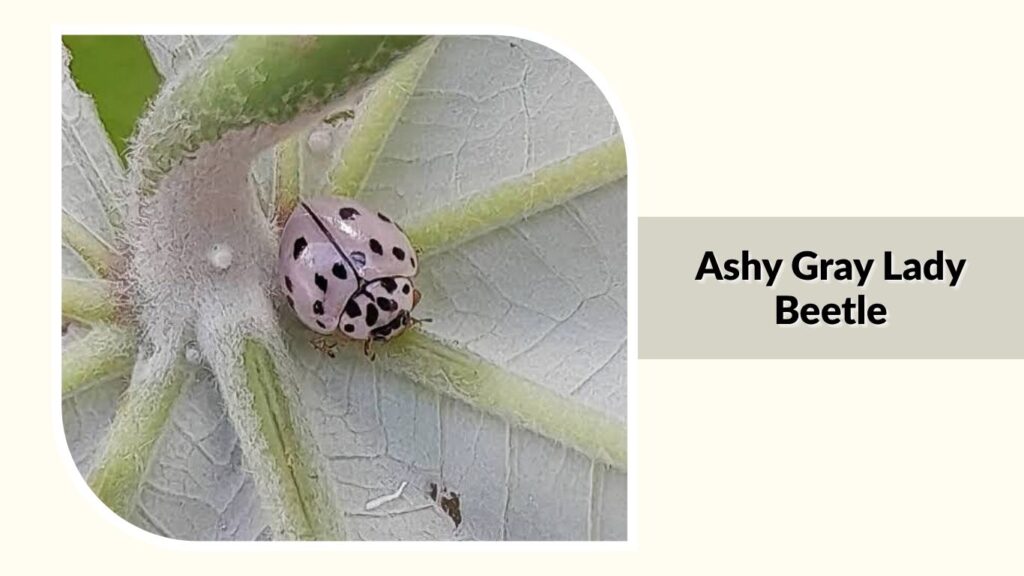 Ashy Gray Lady Beetle