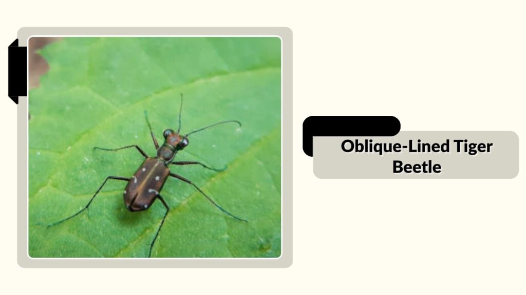 Oblique-Lined Tiger Beetle