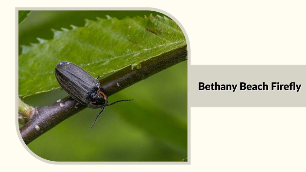 Bethany Beach Firefly