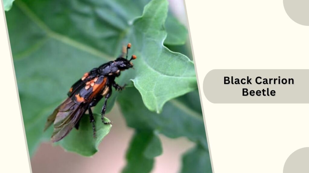  Black Carrion Beetle