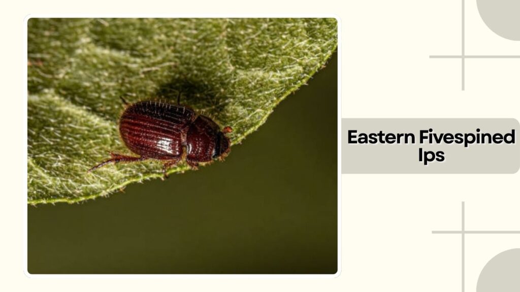 Eastern Fivespined Ips