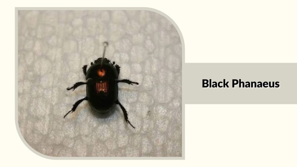 Black Phanaeus