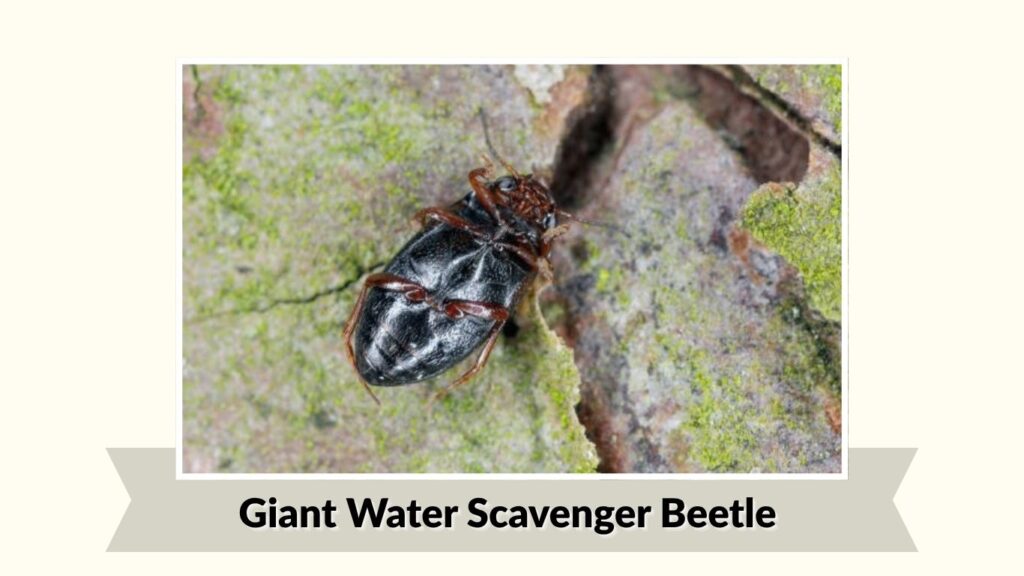 Giant Water Scavenger Beetle