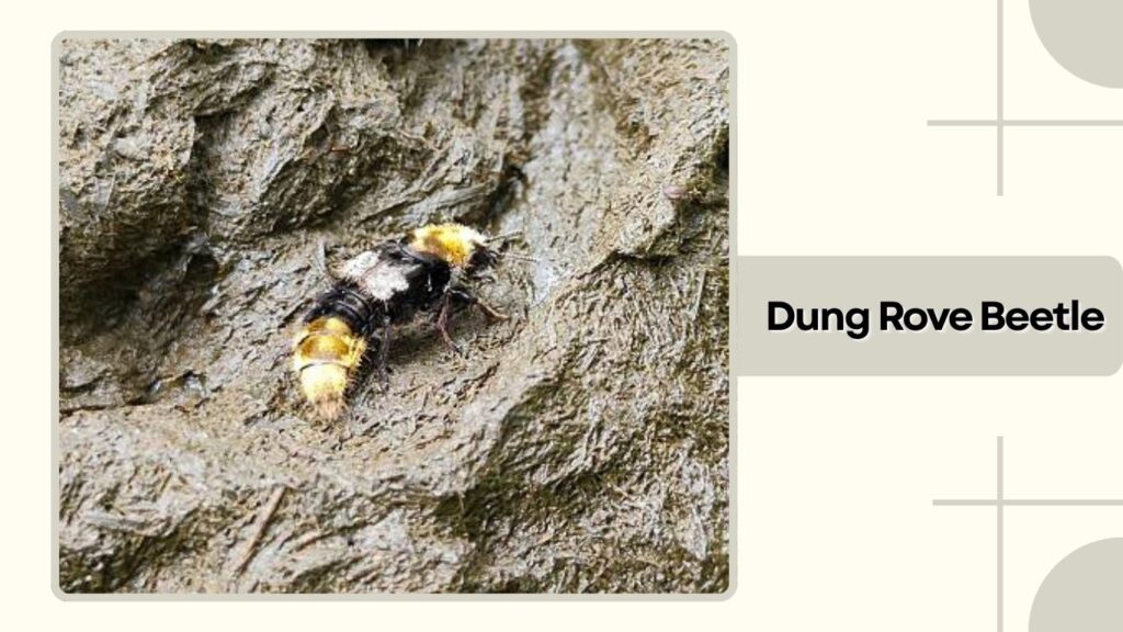 Dung Rove Beetle