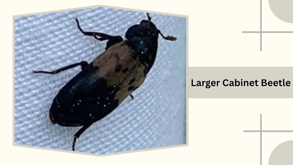 Larger Cabinet Beetle