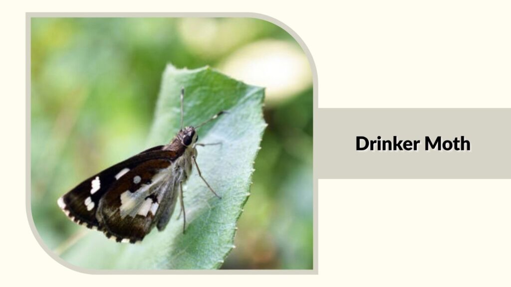 Drinker Moth