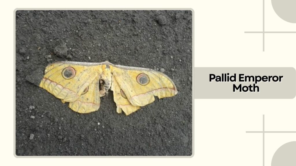 Pallid Emperor Moth