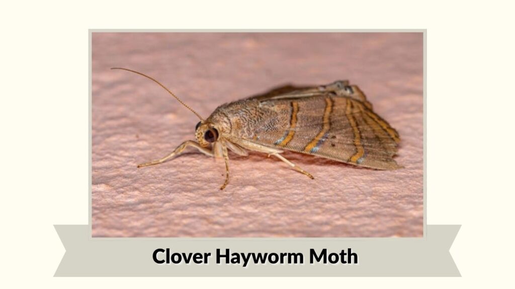 Clover Hayworm Moth