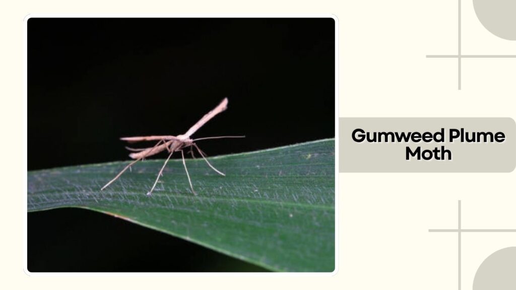 Gumweed Plume Moth