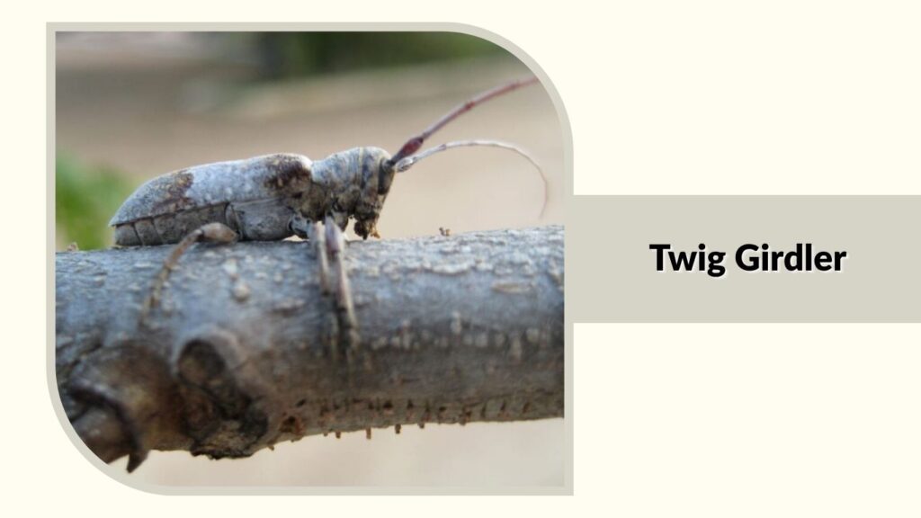 Twig Girdler