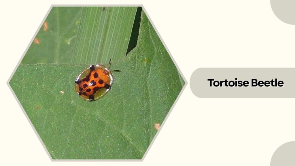 Tortoise Beetle