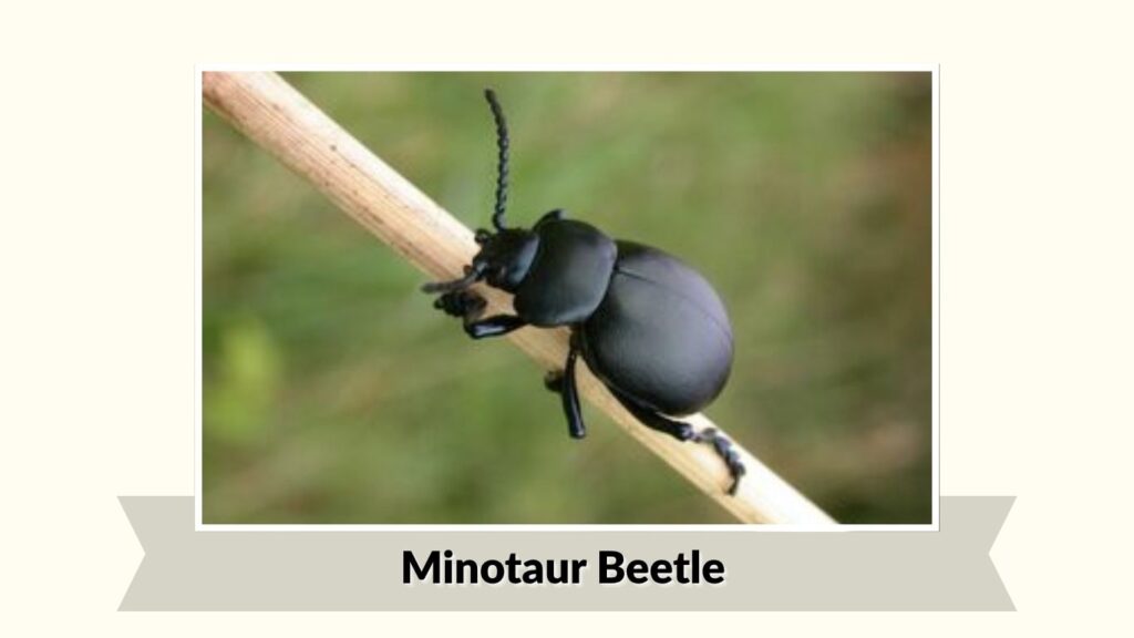 Minotaur Beetle
