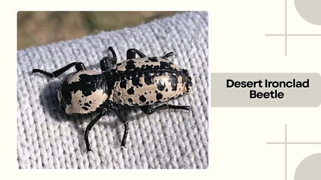 Desert Ironclad Beetle