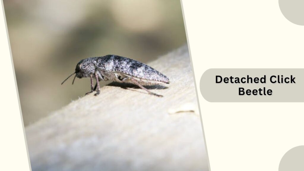 Detached Click Beetle