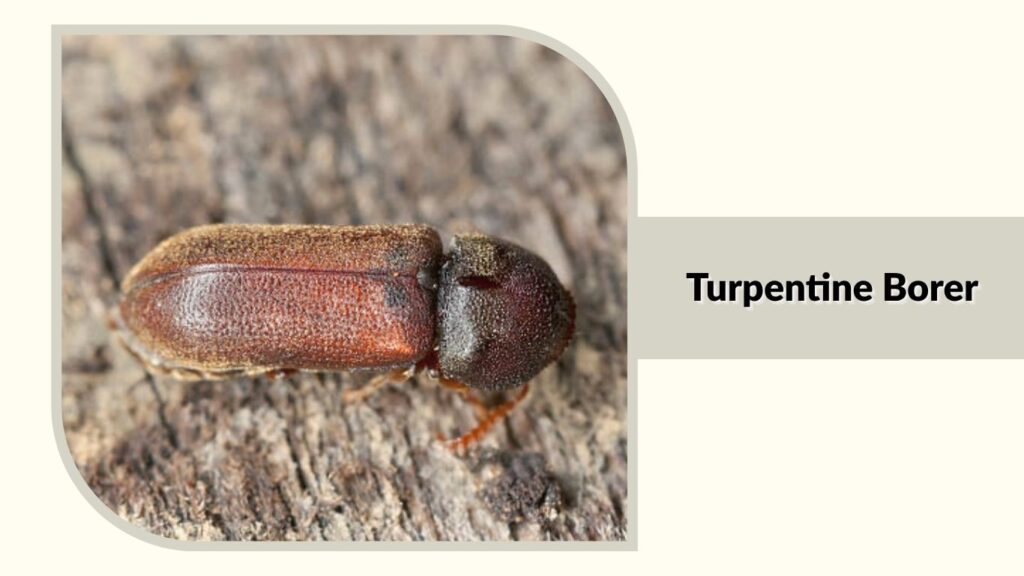 Turpentine Borer