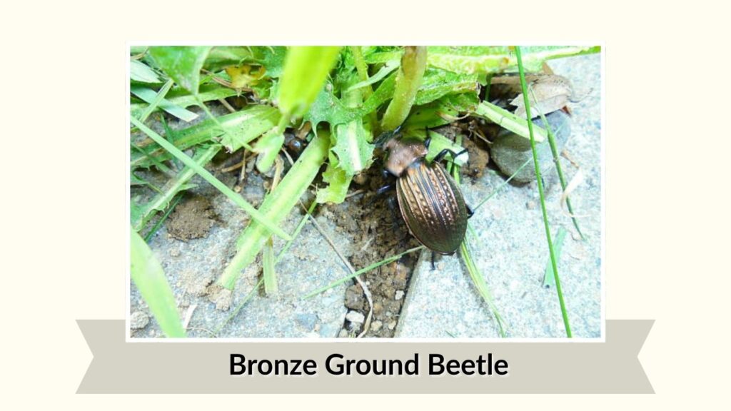 Bronze Ground Beetle