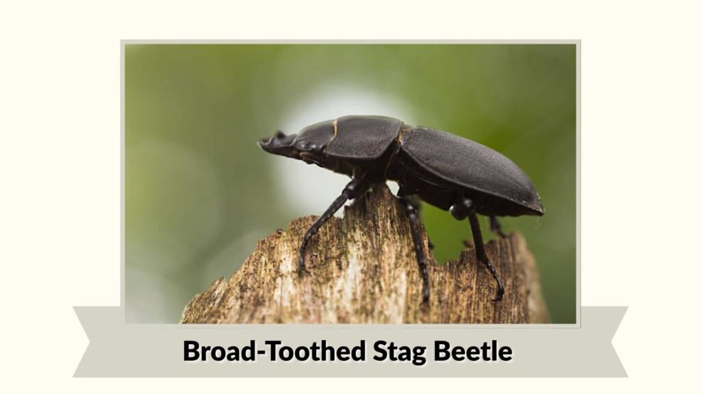 Broad-Toothed Stag Beetle
