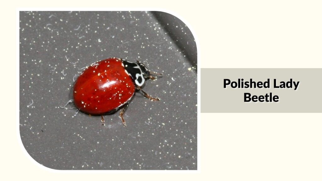 Polished Lady Beetle