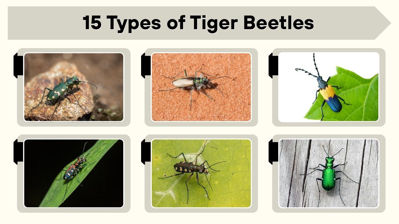 15 Types of Tiger Beetles: Identification with Pictures and Facts