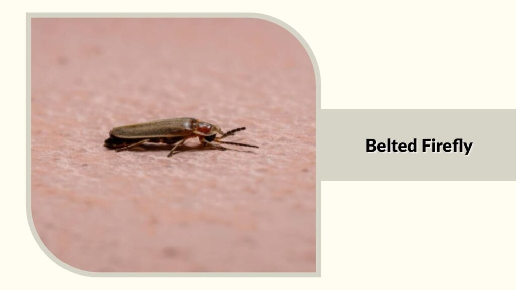 Belted Firefly