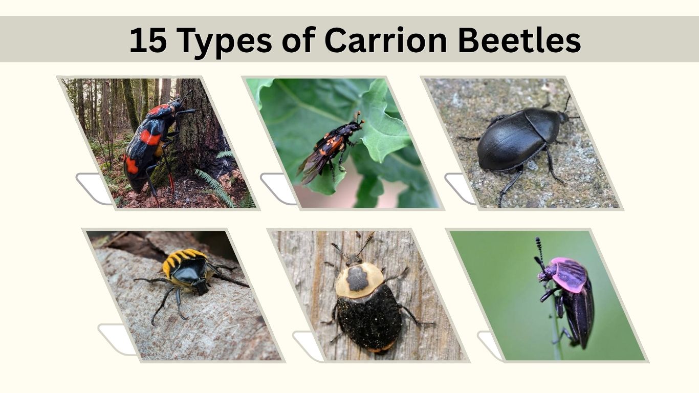 15 Types of Carrion Beetles: Id with Pictures and Facts