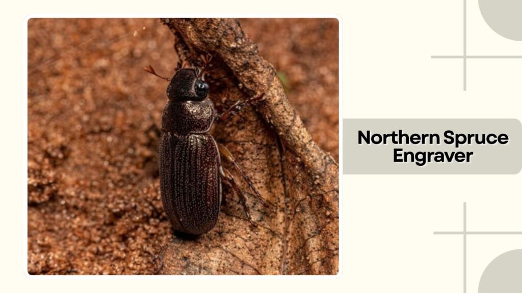 Northern Spruce Engraver
