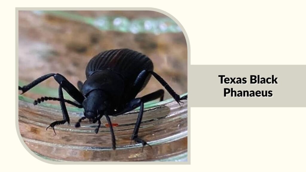  Texas Black Phanaeus