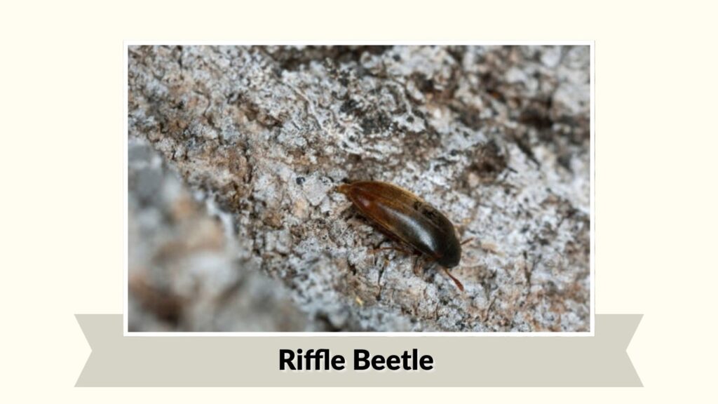 Riffle Beetle