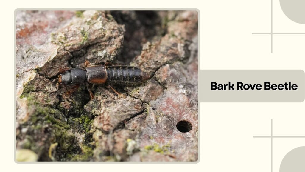Bark Rove Beetle