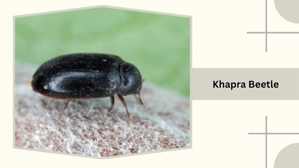 Khapra Beetle