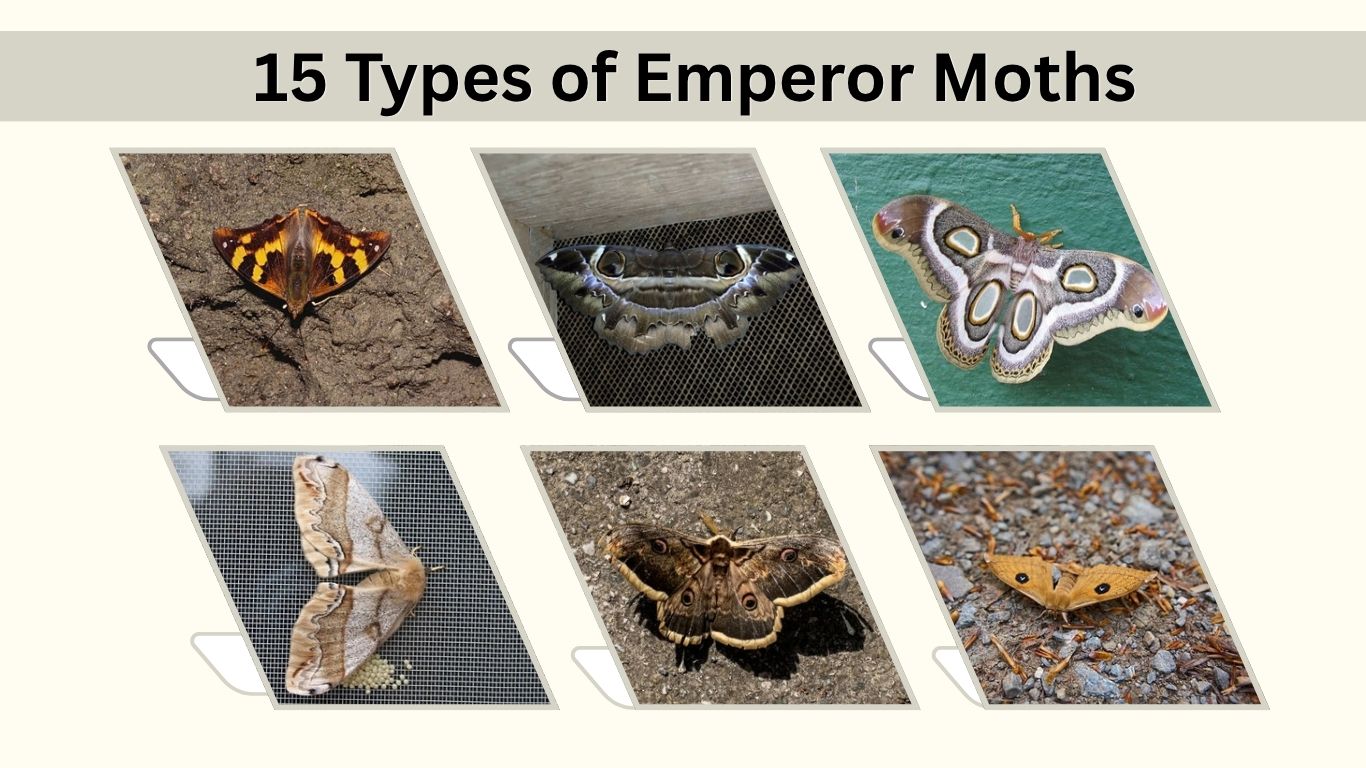 15 Types of Emperor Moths: Identification, Habitat & Facts