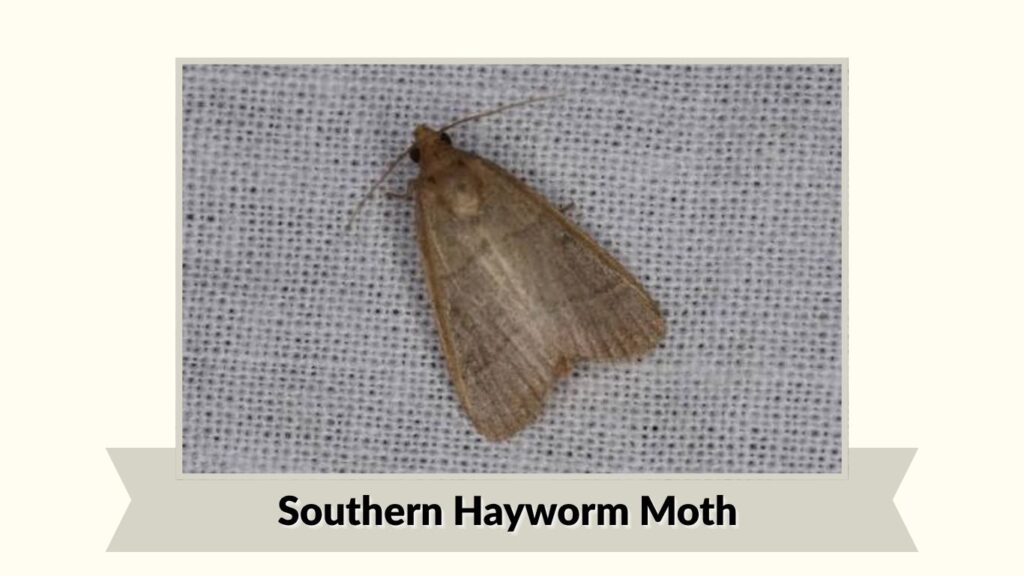 Southern Hayworm Moth