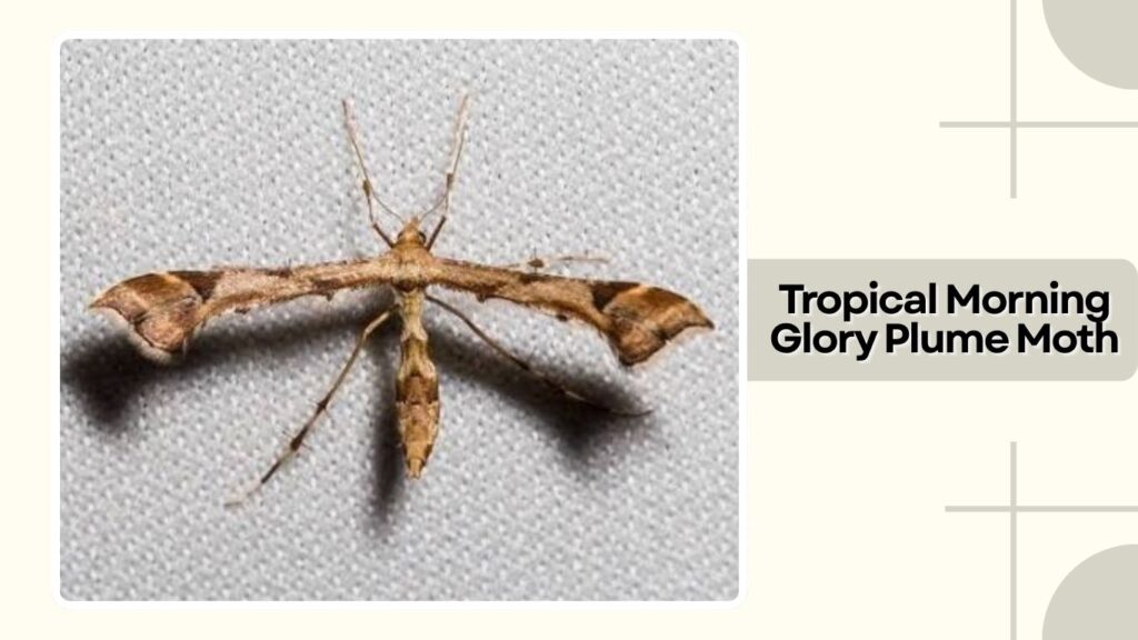 Tropical Morning Glory Plume Moth