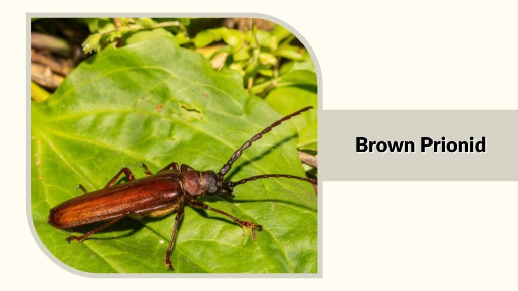 Brown Prionid