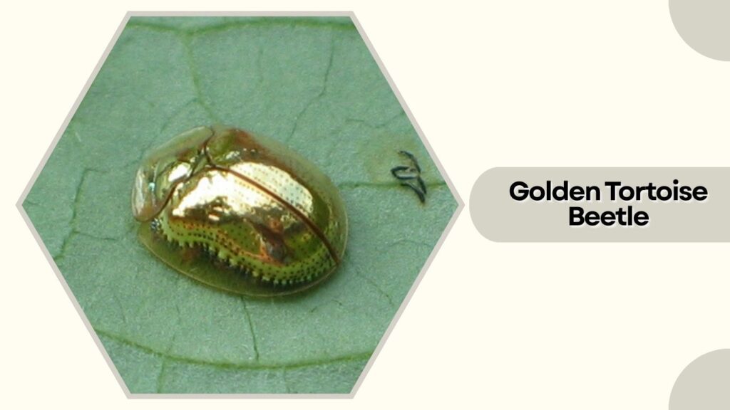 Golden Tortoise Beetle