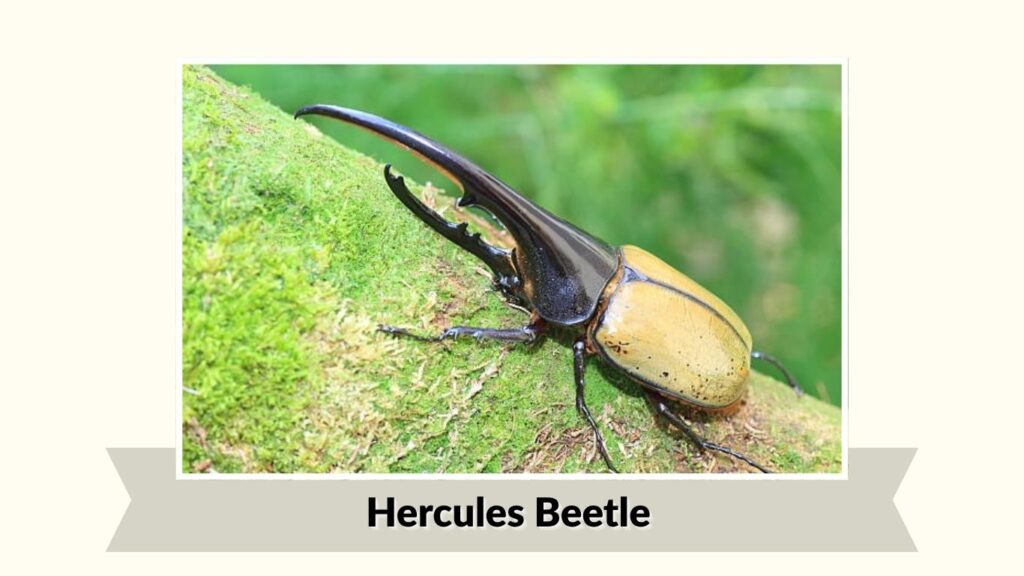 Hercules Beetle