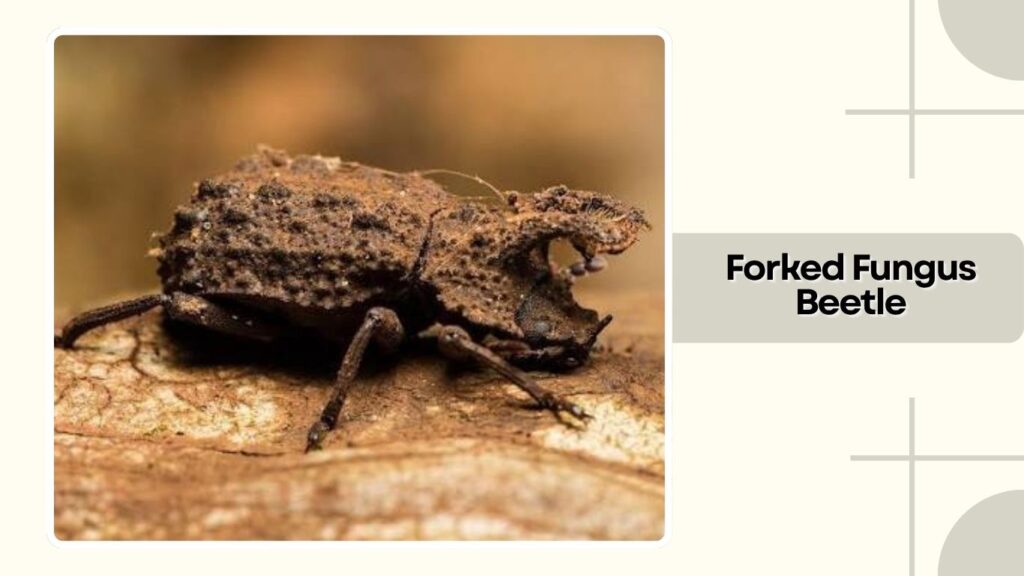 Forked Fungus Beetle