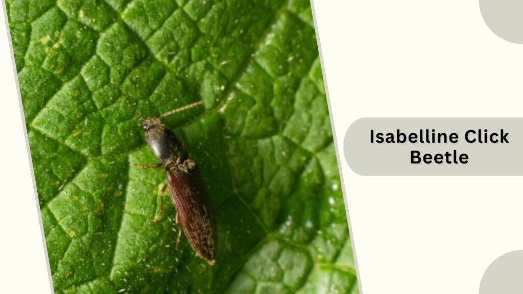 Isabelline Click Beetle