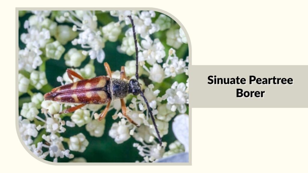 Sinuate Peartree Borer