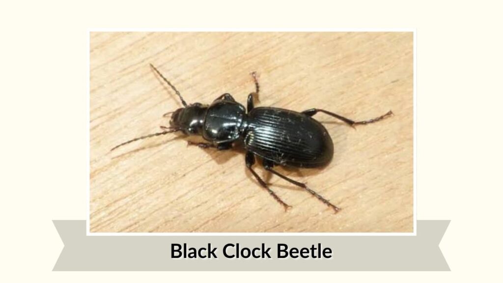 Black Clock Beetle