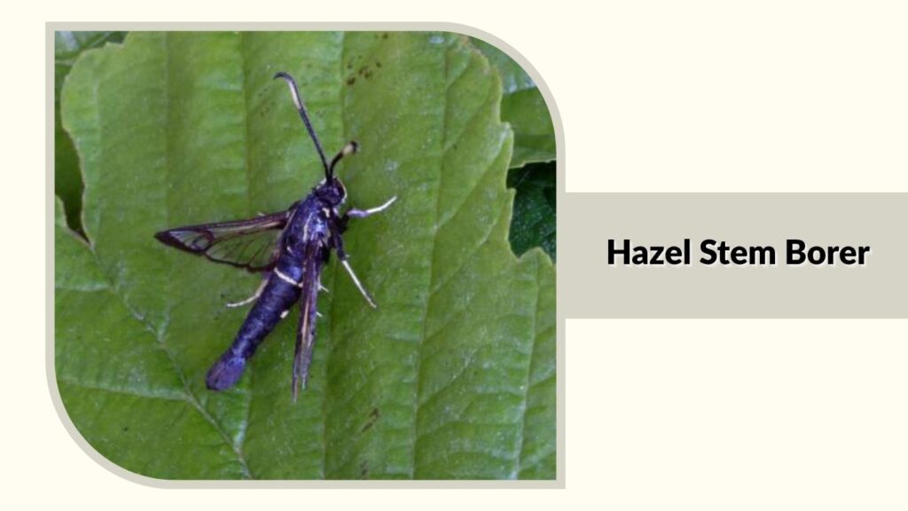 Hazel Stem Borer