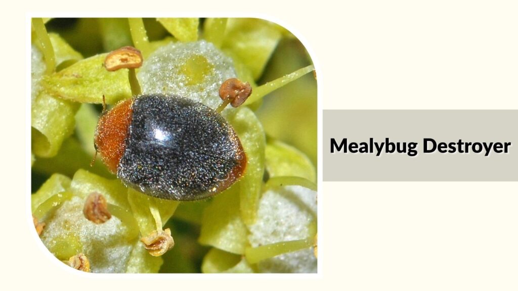 Mealybug Destroyer