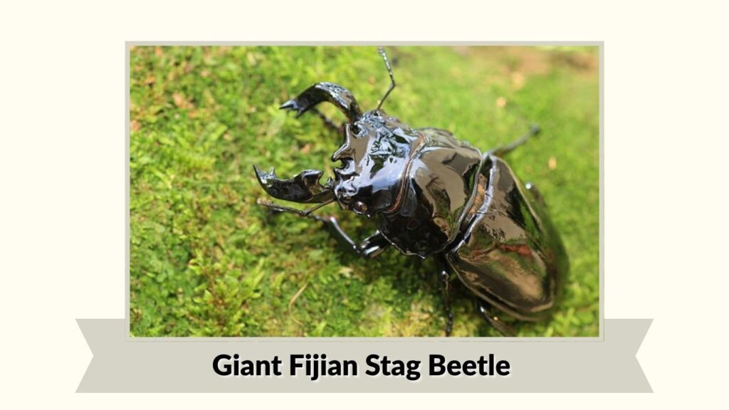 Giant Fijian Stag Beetle