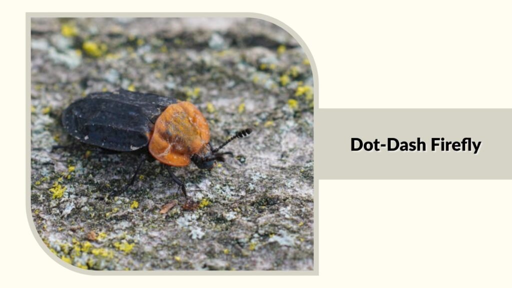 Dot-Dash Firefly