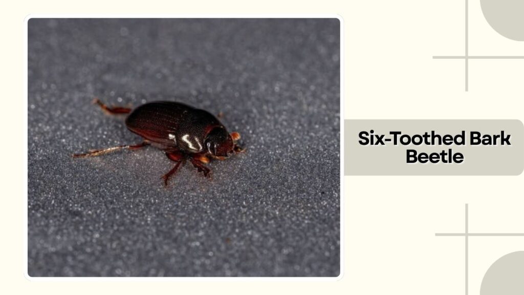 Six-Toothed Bark Beetle