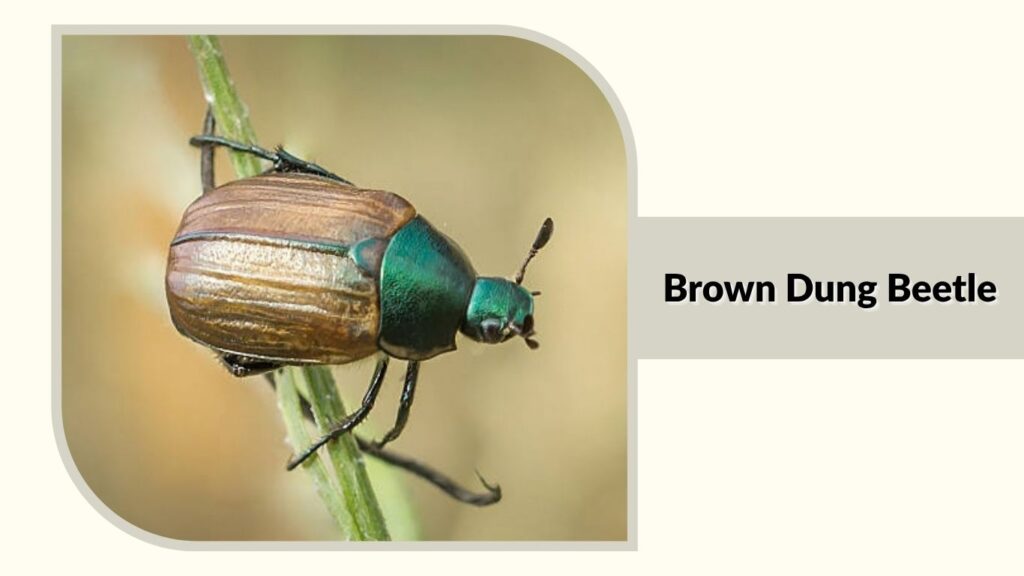 Brown Dung Beetle