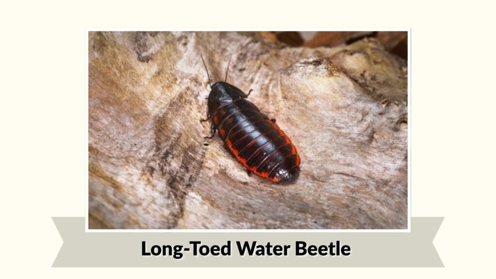 Long-Toed Water Beetle