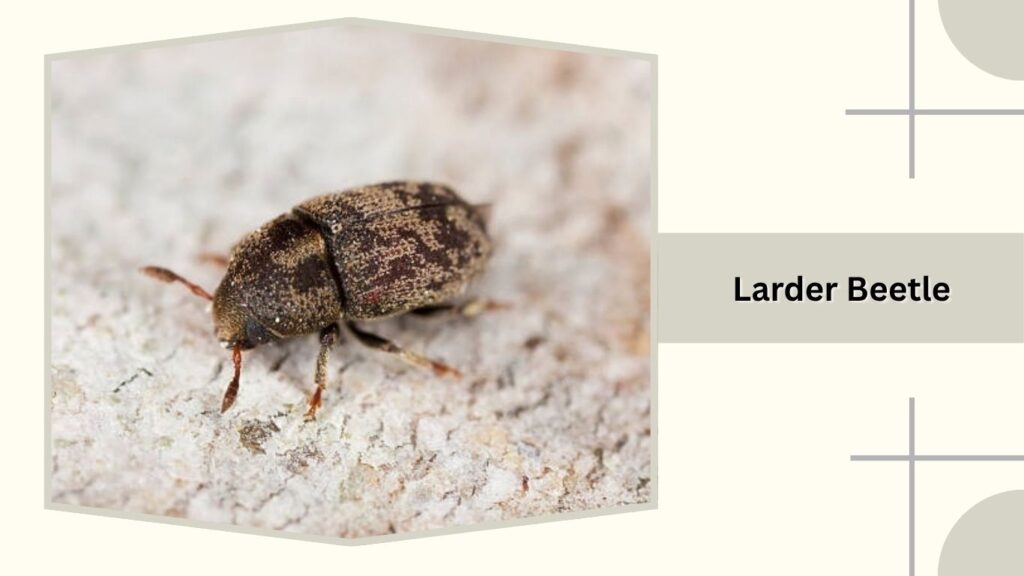 Larder Beetle